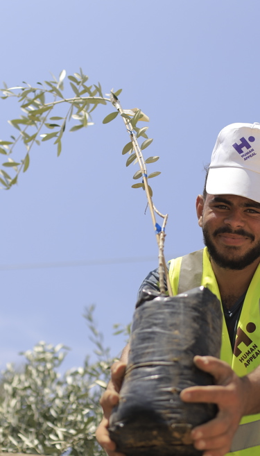 Plant a blessed olive tree